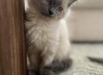 Little Wolf - Ragdoll Kitten For Sale - Lowell, MA, US