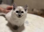 Handsome - Ragdoll Kitten For Sale - Lowell, MA, US