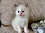 Blix - Ragdoll Kitten For Sale - Los Angeles, CA, US