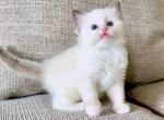 Wynonna - Ragdoll Kitten For Sale - Los Angeles, CA, US