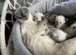 Blú - Siamese Kitten For Sale - Philadelphia, PA, US