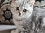 Male Scottish Straight - Scottish Straight Kitten For Sale - Howard Lake, MN, US