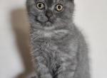 Male Scottish Fold - Scottish Fold Kitten For Sale - Howard Lake, MN, US
