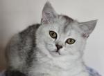 Female Scottish Straight - Scottish Straight Kitten For Sale - Howard Lake, MN, US