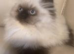 Bubbles - Persian Kitten For Sale - Frisco, TX, US