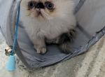 Tortie point Himalayans - Himalayan Kitten For Sale - RI, US