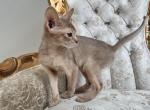 Lily - Abyssinian Kitten For Sale - IL, US