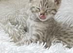 Bengal Baby Kittens Ready Now - Bengal Cat For Sale - MO, US