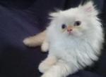 Handsome Scotty - Himalayan Kitten For Adoption - LA, US