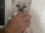 Pokey - Siamese Kitten For Sale - Quarryville, PA, US