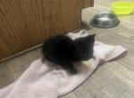 Panther - Domestic Kitten For Sale - 