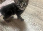 Lila - Domestic Kitten For Sale - 