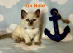 Raindrop - Ragdoll Kitten For Sale - Saint Paul, MN, US