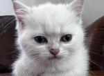 Moonlight - British Shorthair Kitten For Sale - Mesa, AZ, US