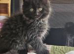 BearBear - Maine Coon Kitten For Sale - Van Horne, IA, US