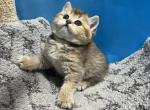 Luna - Scottish Straight Kitten For Sale - Renton, WA, US