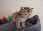 A new litter is expected in early July - Siberian Kitten For Sale - Ann Arbor, MI, US