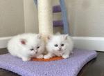 Flame point boys - Siberian Kitten For Sale