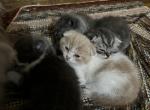 Scottishfold  kittens - Scottish Fold Kitten For Sale - Jobstown, NJ, US