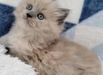 Callies Female Blue - Ragdoll Kitten For Sale - Poplar Grove, IL, US