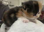 Chanel and Gucci - Persian Kitten For Sale - Oklahoma City, OK, US