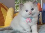 Blue bicolor boy - Ragdoll Kitten For Sale - Fontana, CA, US