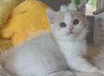 Cream white short leg girl - Munchkin Kitten For Sale - Fontana, CA, US