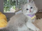 Blue lynx bicolor girl - Ragdoll Kitten For Sale - Fontana, CA, US