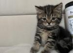 Laska - Scottish Straight Kitten For Sale - New York, NY, US
