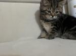 Tuna - Scottish Straight Kitten For Sale - New York, NY, US