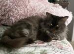 SALE      Libby - Ragamuffin Cat For Sale - Salem, OR, US