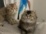 bob and bony - British Shorthair Kitten For Sale - 