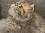 pop and petty - Persian Kitten For Sale - 