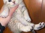 Buttercup - Scottish Straight Kitten For Sale - 