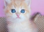 Jam British - British Shorthair Kitten For Sale - Manorville, NY, US