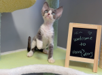 Tom - Devon Rex Kitten For Sale - San Jose, CA, US