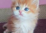Jean British - British Shorthair Kitten For Sale