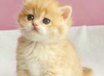 Jolli British - British Shorthair Kitten For Sale - Manorville, NY, US