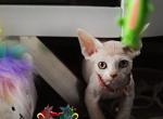 Aurora - Devon Rex Kitten For Sale - Spokane, WA, US