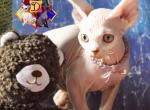 Clementine - Devon Rex Kitten For Sale - Spokane, WA, US