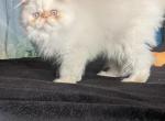 flame point Himalayan persian - Persian Kitten For Sale - Mora, NM, US
