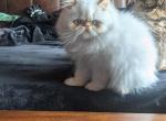 flame himalayan Persian - Persian Kitten For Sale - Mora, NM, US