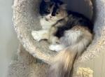 Nala - Persian Cat For Sale/Retired Breeding - Creighton, MO, US