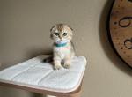 Golden black ticked girl - Scottish Fold Kitten For Sale - Houston, TX, US