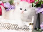 Doll Face Persian Kittens  Plushie - Exotic Kitten For Sale - Unionville, MO, US