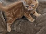 Farley - Exotic Kitten For Sale - Talco, TX, US