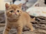 Zach - Exotic Kitten For Sale - Talco, TX, US