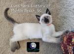 Luna Nera - Siamese Kitten For Sale - Myrtle Beach, SC, US