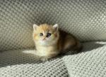 Jasper - British Shorthair Kitten For Sale - Magnolia, TX, US