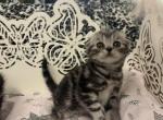 G - Scottish Fold Kitten For Sale - Rocklin, CA, US